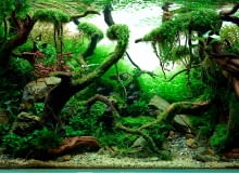 Akwarium roślinne Akwarium roślinne