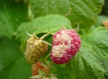 Odbarwienia obejmują część owocu, szypułka i liście są zdrowe. Odbarwienia obejmują część owocu, szypułka i liście są zdrowe.