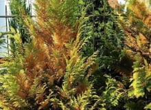 Przemarznięty cyprysik. Widać, że mróz atakował z jednej strony. Na wiosnę trzeba wyciąć uszkodzone fragmenty. Roślina powoli się zregeneruje. 27.03.2003 WARSZAWA OGROD WIOSNA WIOSENNE PRACE PIELEGNACJA KONSERWACJA PORZADKI PO ZIMIE ROSLINY MROZ SZKODY MROZOWE DRZEWA KRZEWY IGLASTE CYPRYSIK FOT PAWEL SLOMCZYNSKI / AGENCJA GAZETA PUBLIKACJA KWIETNIK NR 8 (116) - 8.2004 SLOWA KLUCZOWE: CHOROBY ROSLINY ZDJĘCIE DO WKŁADKI: PUBLIKACJA KWIETNIK NR 8 (116) - CZASOPISMA