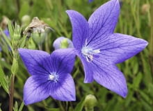 Rozwar, tworzący latem dzwonkowate kwiaty, ma grube proste korzenie, z których można pobierać sadzonki. Rozwar, tworzący latem dzwonkowate kwiaty, ma grube proste korzenie, z których można pobierać sadzonki.