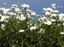 Chryzantemy. Złocień wielki 'Edelweissmargerite'