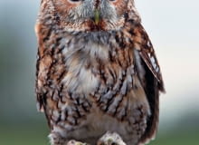 Puszczyk chętnie zasiedli wysoką na ponad 50 cm budkę z dużym (o śr. 15 cm) otworem.