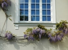 Wisteria sinensis 'Prolific'. Glicynia
