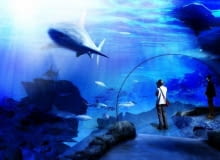 Afrykarium - do basenu z rybami żyjącymi w Kanale Mozambickim ma być sprowadzonych od 12 do 16 rekinów