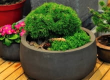 MINIATUROWA KOSODRZEWINA , TYMIANEK W MISIE FOT. LILIANNA SOKOLOWSKA PUBLIKACJA KWIETNIK NR 6 (186) - 6 2010