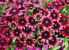 Rudbekia owłosiona 'Cherry Brandy' (Rudbeckia hirta). Takiej jeszcze nie było! Jej ogromne, średnicy prawie 10 cm, wiśniowe kwiaty pojawiają się od lipca do przymrozków. Dorasta do 50 cm wysokości. Jest, niestety, krótkowieczną byliną. Rudbekia owłosiona 'Cherry Brandy' (Rudbeckia hirta). Takiej jeszcze nie było! Jej ogromne, średnicy prawie 10 cm, wiśniowe kwiaty pojawiają się od lipca do przymrozków. Dorasta do 50 cm wysokości. Jest, niestety, krótkowieczną byliną.