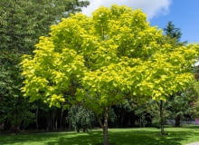 Katalpa bigoniowa Katalpa bigoniowa