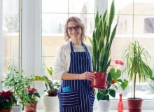 Rośliny domowe zimą Rośliny domowe zimą