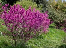 Judaszowiec Judaszowiec