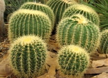Echinokaktus
