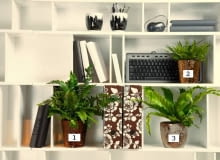 10.12.2009 WARSZAWA SESJA KWIATY WE WNETRZU, paprocie