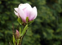 9801888 https bi