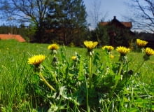 Syrop z mniszka lekarskiego Syrop z mniszka lekarskiego