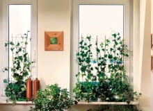 NACZYNIA WAZONY ROSLINY BLUSZCZ