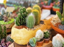 Zimna oranżeria to raj dla kaktusów. Rośliny do zimnych ogrodów zimowych Kaktusy. Rośliny do zimnych ogrodów zimowych