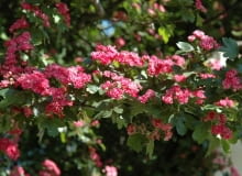 Głóg pośredni 'Paul's Scarlet'