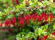 Porzeczka okazała (Ribes speciosum) to rozłożysty krzew dorastający do 2,5 m. wysokości. Ma częściowo zimozielone liście (w łagodne zimy do wiosny pozostają na gałęziach). Wczesną wiosną obsypuje się czerwonymi kwiatami podobnymi do... fuksji. Porzeczka ta ma niewielkie wymagania, ale w ostre mrozy może przemarzać. Sadźmy ją więc w zacisznych miejscach Porzeczka okazała (Ribes speciosum) to rozłożysty krzew dorastający do 2,5 m. wysokości. Ma częściowo zimozielone liście (w łagodne zimy do wiosny pozostają na gałęziach). Wczesną wiosną obsypuje się czerwonymi kwiatami podobnymi do... fuksji. Porzeczka ta ma niewielkie wymagania, ale w ostre mrozy może przemarzać. Sadźmy ją więc w zacisznych miejscach