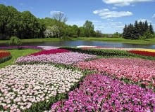 Kompozycje z kwitnących tulipanów można podziwiać w kwietniu i w maju. Kompozycje z kwitnących tulipanów można podziwiać w kwietniu i w maju.