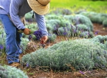 Starsza kępa lawendy. Aby otrzymać tak gęste rośliny, trzeba je corocznie przycinać.