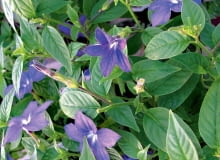 Jak zadbać o browalię Jak zadbać o browalię