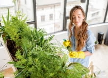 Zimowanie roślin domowych