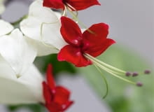 Szczęślin Thomsona jest po angielsku nazywany krwawiącym sercem (Bleeding Heart Vine). Przydomek ten zawdzięcza sercowatym, biało-czerwonym kwiatostanom. Clerodendrum thomsoniae SLOWA KLUCZOWE: Close Up Close-up Farbe Rot Makroaufnahme Nahaufnahme Nahaufnahmen Strauch rot rote verschlie?en weiss weisse wei? wei?e wei?er Clerodendrum Clerodendrum thomsoniae thomsoniae vertikal wei? Hochformat