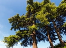 CEDR - AKTYWNOŚĆ 9-18.02 oraz 14-23.08 Mocny, postawny i energiczny Cedr jest człowiekiem czynu. Nie boi się wyzwań, łatwo podejmuje decyzje i prowadzi interesujące życie zawodowe, odnosząc w nim spektakularne sukcesy. Nawet gdy wpadnie w tarapaty, potrafi z nich wyjść obronną ręką. Jest ambitny, ma talenty przywódcze, lubi być podziwiany i zawsze w centrum wydarzeń. Oddany jakiejś sprawie nie żałuje sił i energii, by doprowadzić ją do szczęśliwego finału. Cedr to na ogół optymista, a poczucie humoru pozwala mu na dystans wobec siebie. Miłości potrafi poszukiwać długo, w związku jest dobrym oparciem dla partnera. Zimowe Cedry często miewają talenty muzyczne. CEDR - AKTYWNOŚĆ 9-18.02 oraz 14-23.08 Mocny, postawny i energiczny Cedr jest człowiekiem czynu. Nie boi się wyzwań, łatwo podejmuje decyzje i prowadzi interesujące życie zawodowe, odnosząc w nim spektakularne sukcesy. Nawet gdy wpadnie w tarapaty, potrafi z nich wyjść obronną ręką. Jest ambitny, ma talenty przywódcze, lubi być podziwiany i zawsze w centrum wydarzeń. Oddany jakiejś sprawie nie żałuje sił i energii, by doprowadzić ją do szczęśliwego finału. Cedr to na ogół optymista, a poczucie humoru pozwala mu na dystans wobec siebie. Miłości potrafi poszukiwać długo, w związku jest dobrym oparciem dla partnera. Zimowe Cedry często miewają talenty muzyczne.