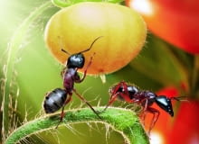 Czasami mrówki uszkadzają owoce lub pąki kwiatów, chcąc dostać się do smakowitego soku czy nektaru.