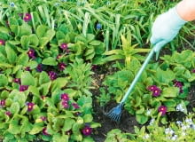 Chwastów najlepiej i najłatwiej pozbywać się, gdy roślinki są jeszcze małe i bardzo słabo ukorzenione. Chwasty, plewienie motyką