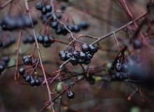 Aronia