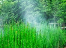 Skrzyp zimowy (Equisetum hyemale) Skrzyp zimowy (Equisetum hyemale)