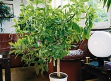 Wieloletni, szeroko rozrośnięty okaz synadenium. Wieloletni, szeroko rozrośnięty okaz synadenium.