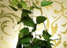 26.06.2008 WARSZAWA SESJA KWIATY WE WNETRZU NA ZDJECIU PNACZA CISSUS AUSTRALIJSKI STYLIZACJA JOANNA WOYDA DLA CZASOPISMA KWIETNIK FOT. ARKADIUSZ SCICHOCKI / AGENCJA GAZETA