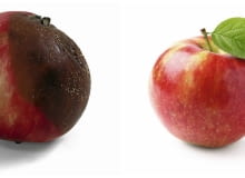 Brunatna zgnilizna drzew ziarnkowych najpierw objawia się w postaci małej plamki na owocu. Jednak w szybkim tempie grzyb atakuje całe jabłko lub gruszkę.