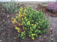 HEBE porażona przez fuzariozę. HEBE porażona przez fuzariozę.