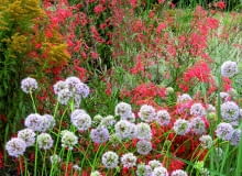 Penstemony i czosnki rozrosną się na rabacie, jeżeli ich korzenie ochronimy przed zimową wilgocią. Ważne jest, by miały przepuszczalne podłoże. Penstemony i czosnki rozrosną się na rabacie, jeżeli ich korzenie ochronimy przed zimową wilgocią. Ważne jest, by miały przepuszczalne podłoże.