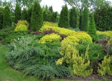 Żywotnik, iglaki na rabacie IGLAKI TUJA THUJA ZYWOTNIK TAWULA JAPONSKA SPIRAEA JAPONICA GOLD FLAME JALOWIEC JUNIPERUS FOT. EWA NARKIEWICZ PUBLIKACJA KWIETNIK NR 3 (135) - 3.2006 SLOWA KLUCZOWE: ROSLINY OGRODY ZDJĘCIE DO WKŁADKI: PUBLIKACJA KWIETNIK NR 3 (135) - CZASOPISMA