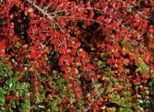 SLOWA KLUCZOWE: jesien