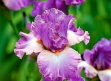 Irysy bródkowe kwitną zazwyczaj w czerwcu. Przesadzamy i dzielimy je w lipcu i sierpniu.