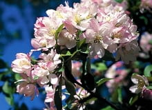 Jabłoń ozdobna (Malus)