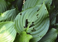 Objawy żerowania ślimaków