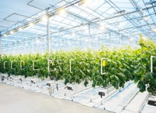 Nowoczesne ogrodnictwo