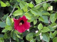 Ketmia, róża chińska