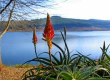 Osoby wyjeżdżające do Afryki lub na Madagaskar mogą podziwiać tak wspaniale kwitnące aloesy. shutterstock/Elzbieta Sekowska