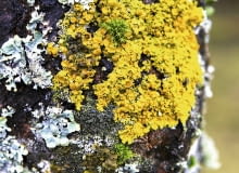 Mnogość gaunków porostów pojawiających się w okolicy świadczy o tym, że powietrze jest czyste Mnogość gaunków porostów pojawiających się w okolicy świadczy o tym, że powietrze jest czyste