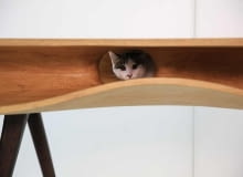 CATable; proj. Ruan Hao/LYCS stół dla kota, mebel dla kota, koci mebel, nowoczesny stół
