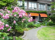 Ogród zdobi kilkanaście różanych krzewów - tu pięknie prowadzone drzewko szczepionej róży burbońskiej