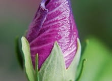 Kwiaty rozwijają się rano, a już wieczorem więdną. Nie otwierają się w dni deszczowe.