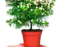 Chamelaucjum uprawiane w doniczce może kwitnąć przez całą wiosnę. Roślina dorasta do ok. 0,5 m.