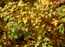 Tawulec pogięty (Stephanandra incisa 'Crispa') Tawulec pogięty (Stephanandra incisa 'Crispa')